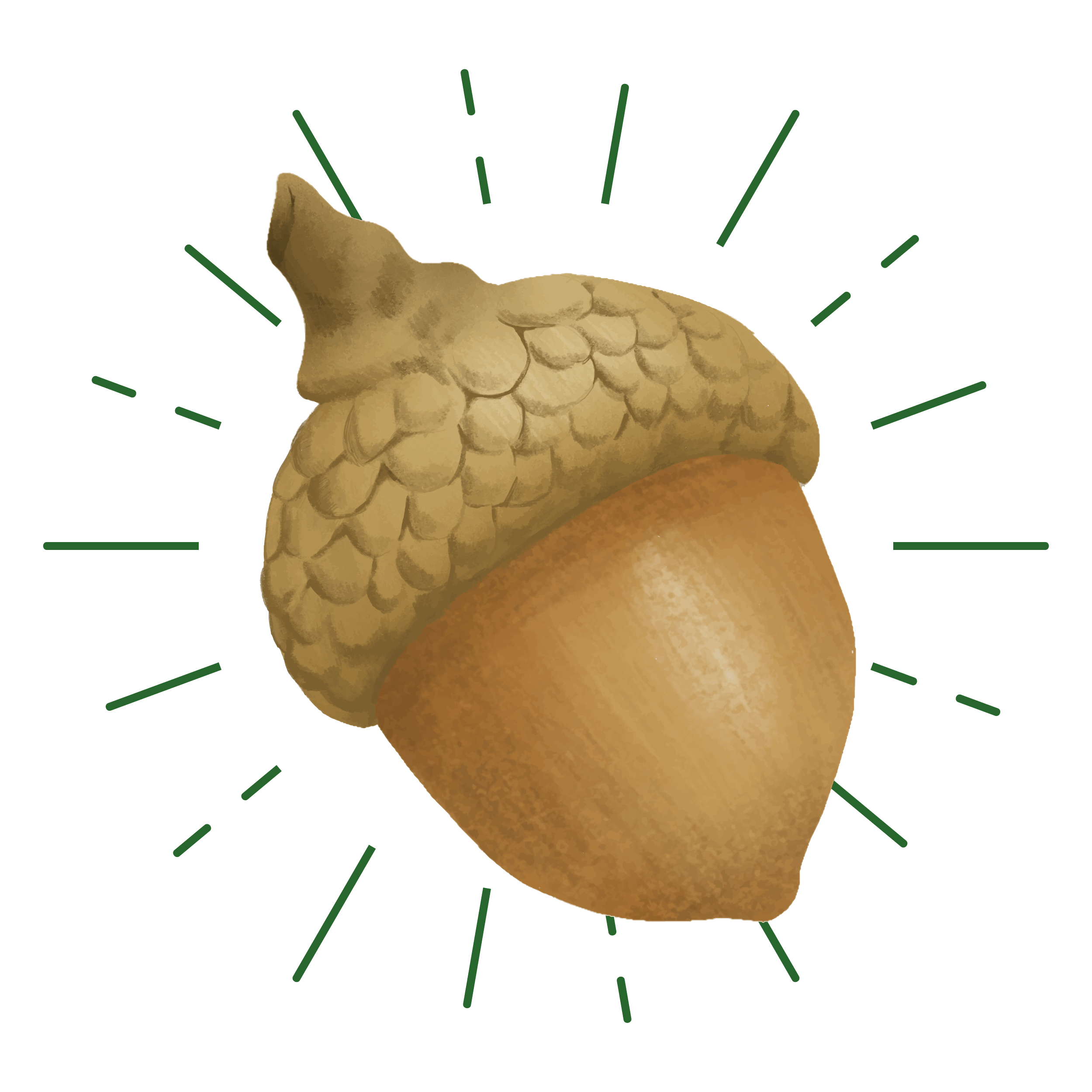OTR Acorn